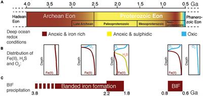 Photoferrotrophy: Remains of an Ancient Photosynthesis in Modern Environments